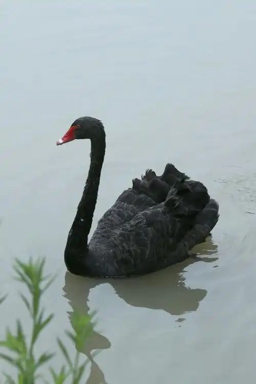 唯美的黑天鹅 - 美篇
