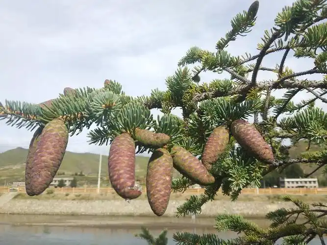 傍河边松树结果果了