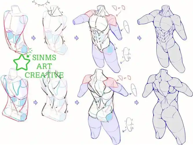 男性身躯基础绘画内附所有过程