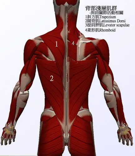 背部肌肉群之解析 | judy yoga