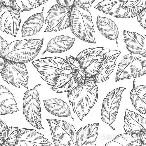 薄荷叶草绘矢量背景为包装纸的插画-正版商用图片0bwaks-摄图新视界