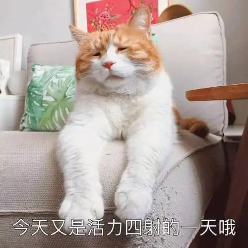 一组沙雕猫咪表情包合集下午好