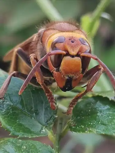 中华虎头蜂 这是我见过的个头最大的蜂.