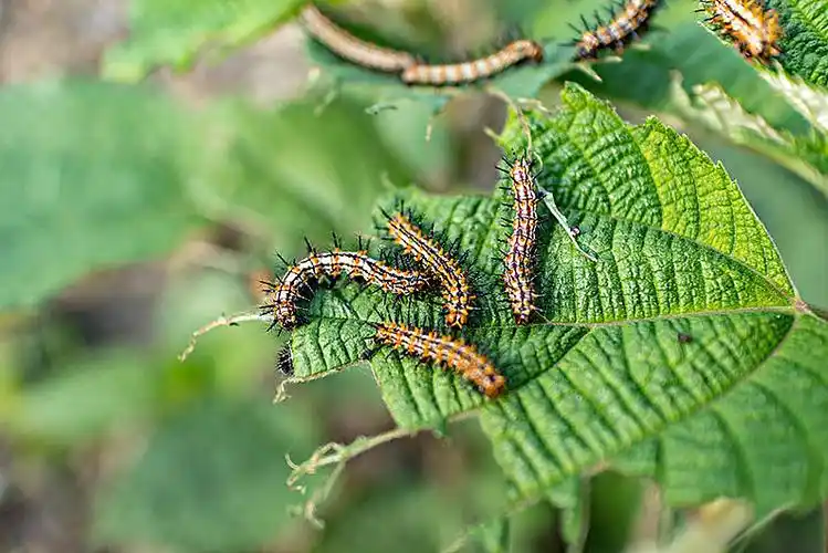 苎麻珍蝶幼虫图片_苎麻珍蝶幼虫高清图片_全景视觉
