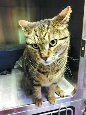 美国一猫咪走失 3年半后现身4800公里外