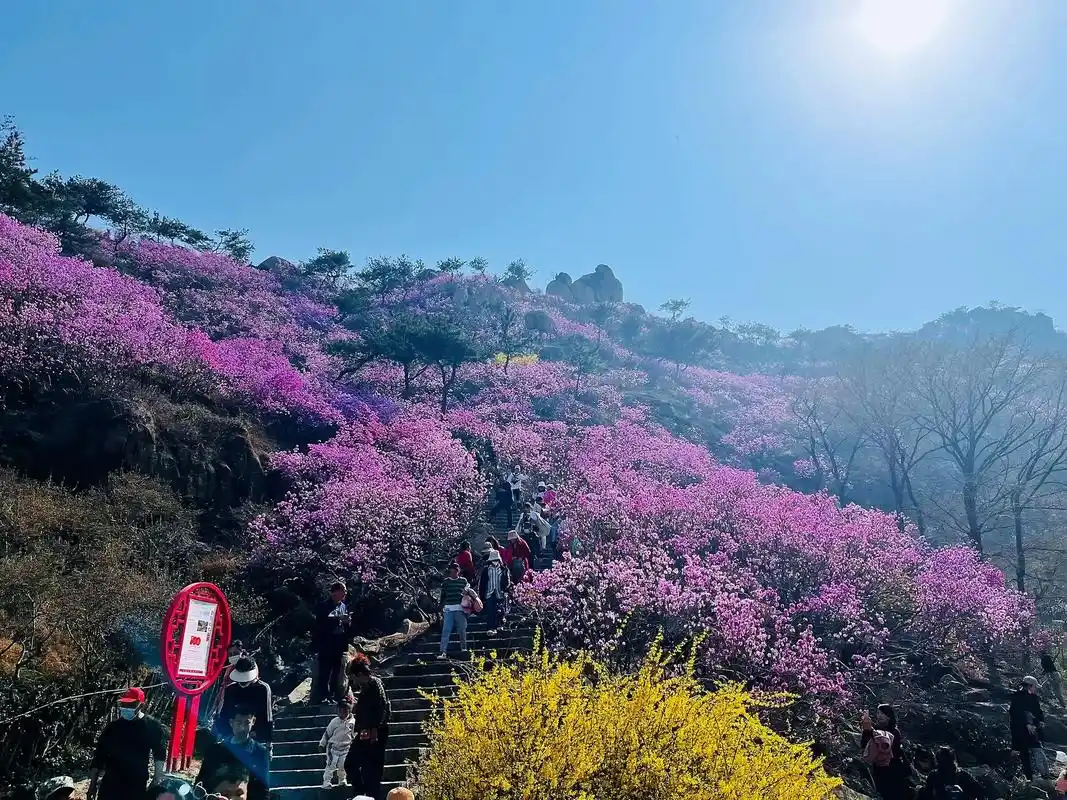 漫山遍野的红杜鹃.#到大珠山赴一场杜鹃之约 #这是属于春天的 - 抖音