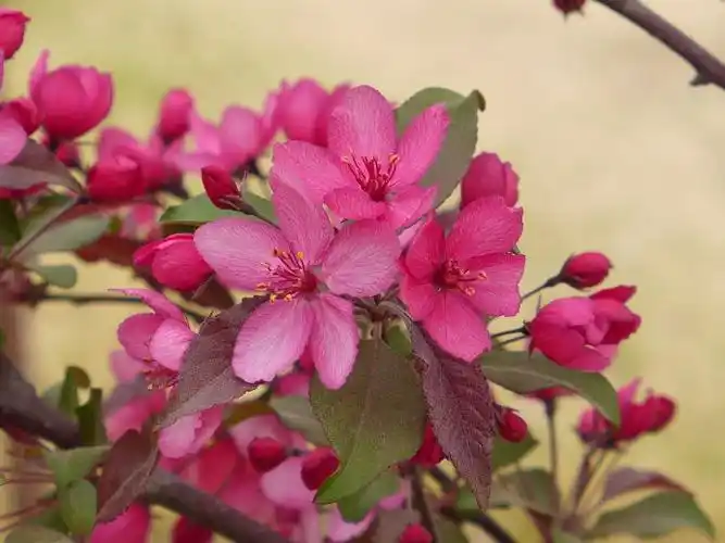 皇家雨点海棠(紫雨滴海棠)图片