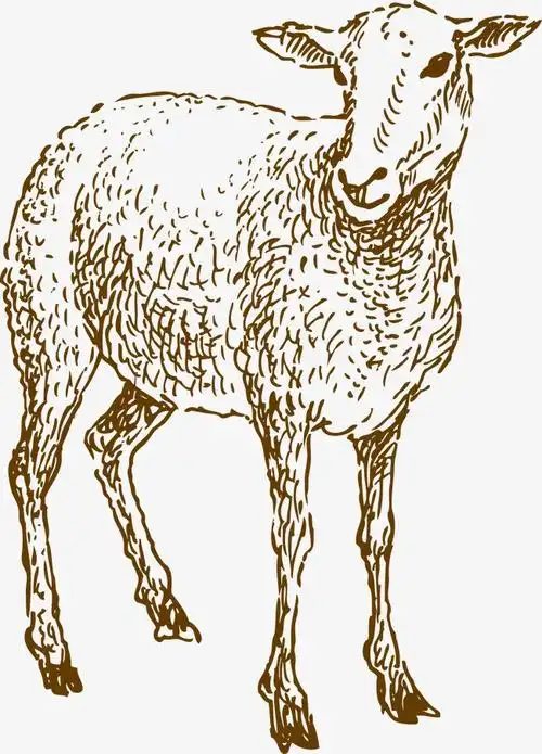 > 手绘绵羊
