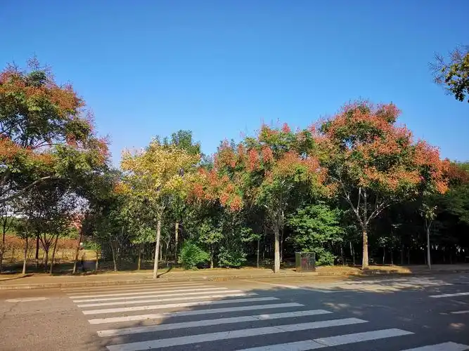 秋来栾树红满园