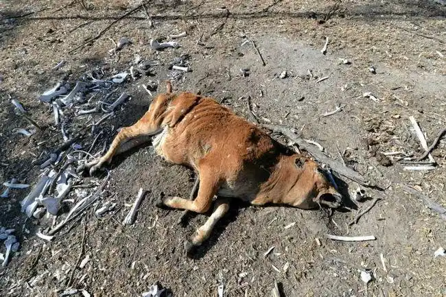 外星人屠牛事件1:村民目击母牛从天而降,疑似来自不明发光物体