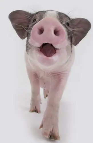 猪说:不光是骂蠢驴嘛,也有骂笨猪的,哼!