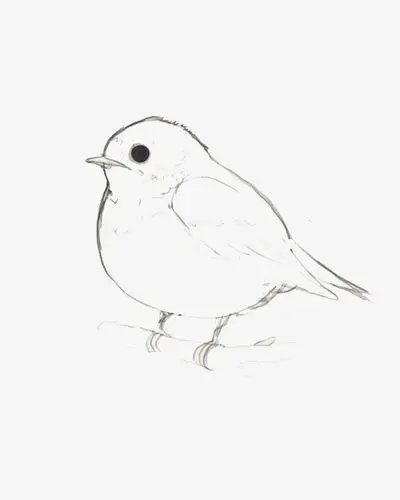 手绘线描小鸟