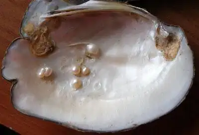 十 红楼梦中的珍珠 --- 冈瓦纳自然网