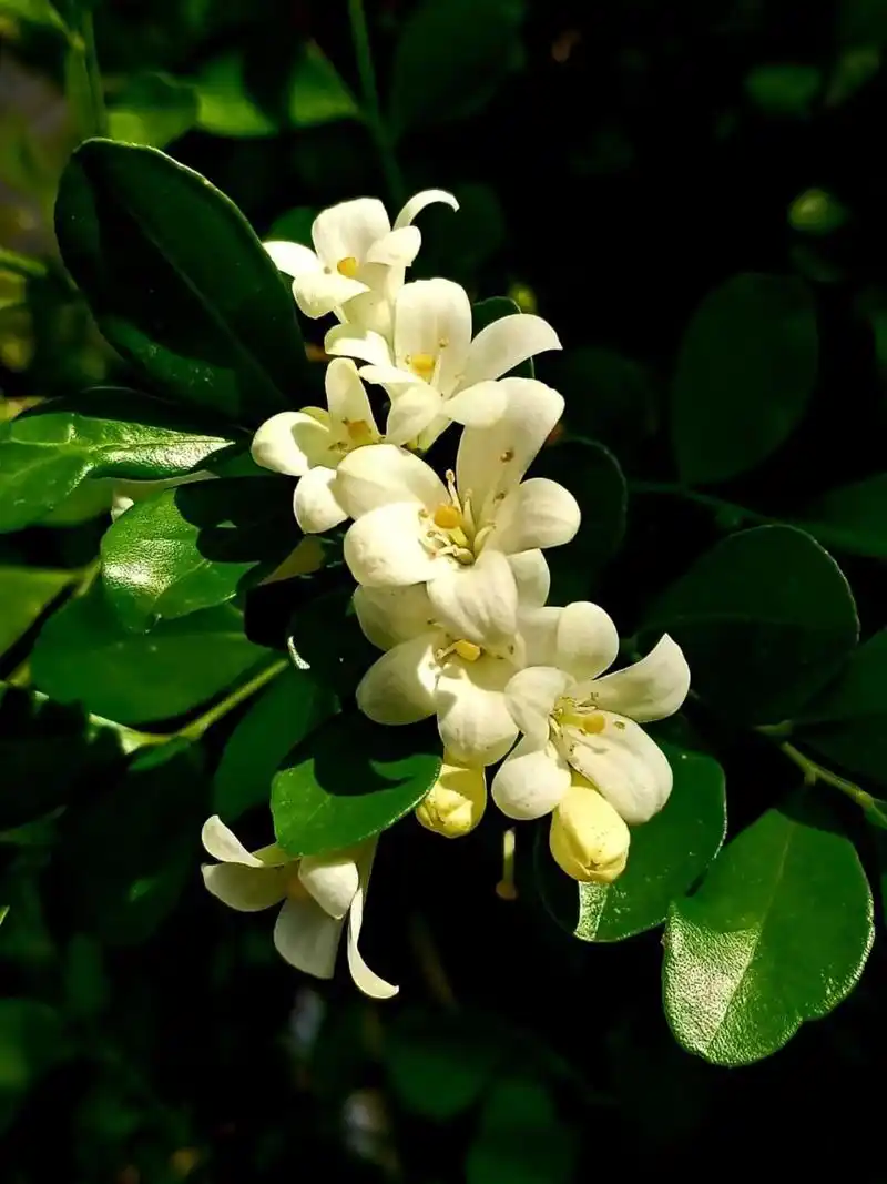 九里香 九里香是芸香科植物,是橙,柑,柚,檸檬的親戚,葉綠花白,散發