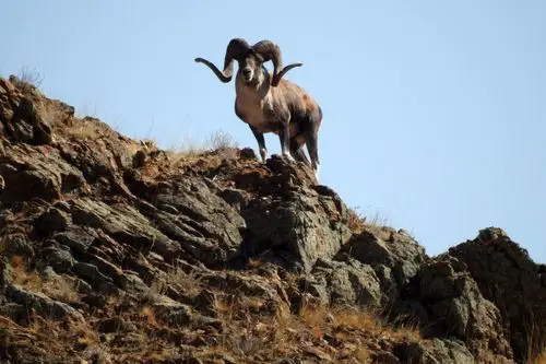 新疆博州盘羊种群在增大