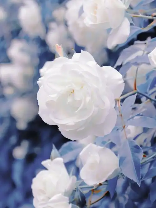 初雪滤镜白色月季