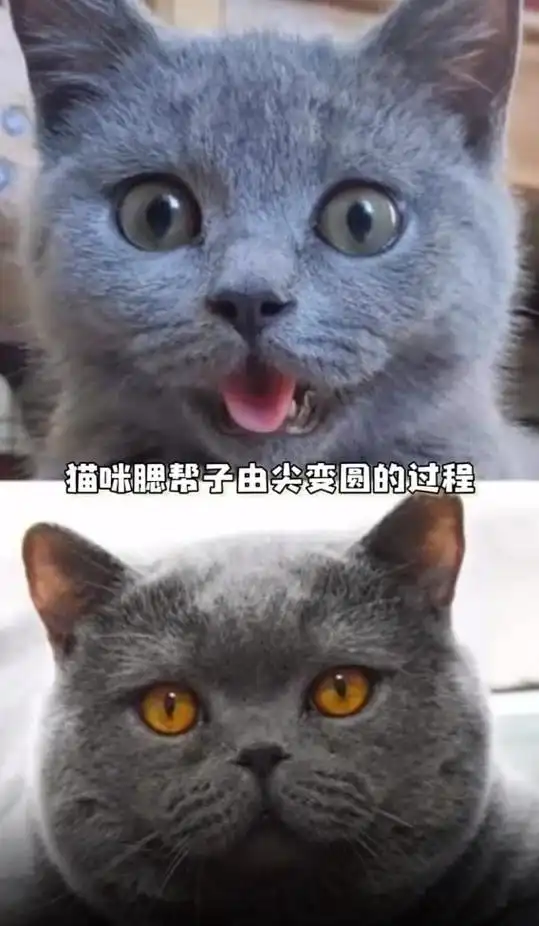 猫咪发腮和什么有关系干货还是拼爹发腮的黄金期