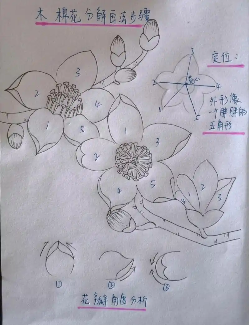 木棉花 | 花卉画法步骤图 | 一看就会 木棉花的春天,你哪里有木棉花吗