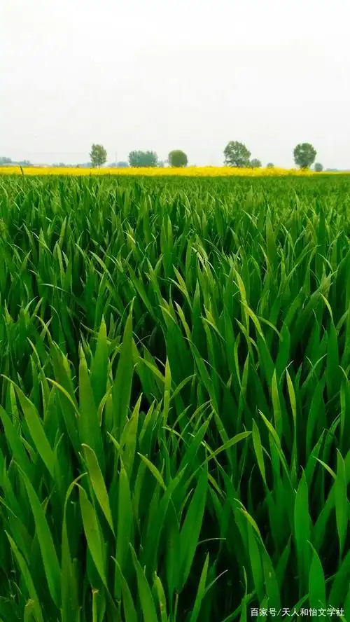希望的田野:这里有美丽的花呀有青葱的麦苗,一派田园好风光