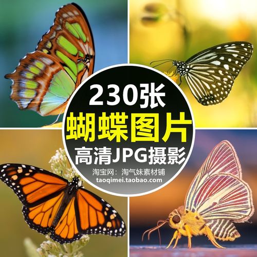 高清jpg蝴蝶图片彩色蝶凤蝶花蝴蝶飞蛾花丛昆虫摄影照片特写素材