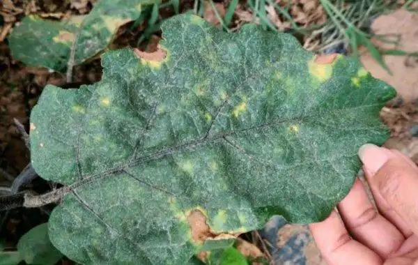 怎样防治茄子褐斑病危害