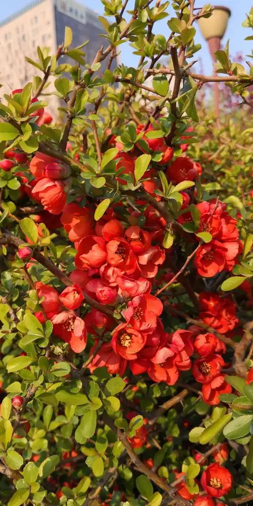 海棠花溪景区内共有5000余株,28个品种的名贵海棠,已成为北京最大的