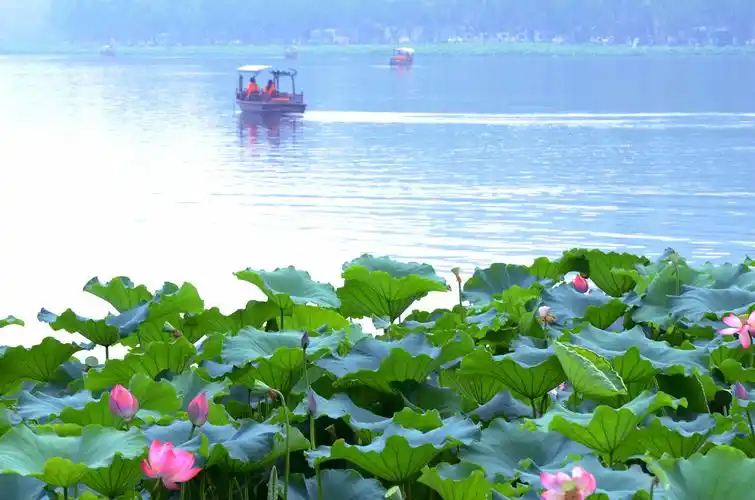 夏之恋——西湖 · 荷花(二)