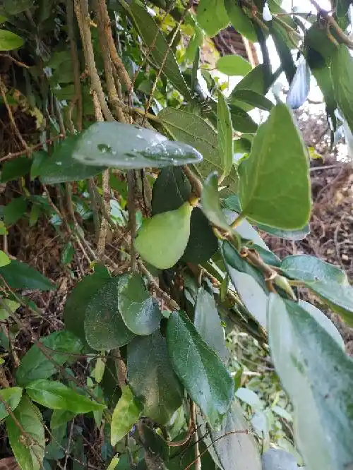 51野采 - 野采,探索记录 - cta南美水族