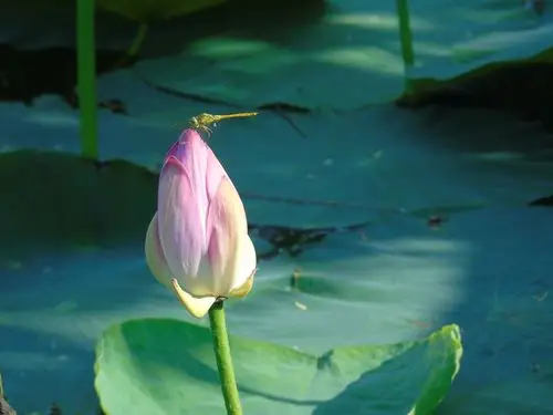 蜻蜓恋上荷花荷花遇上青蛙,池塘里的和谐乐章