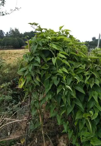 好茂盛的山药藤,种在田边不缺水一定好收成.