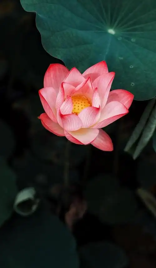 尘埃已矣@米拍创作的《荷花壁纸》