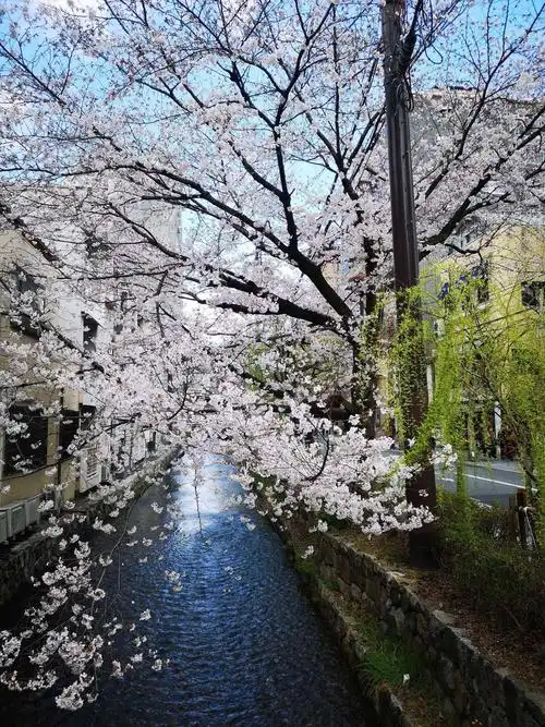 樱花盛开,邂逅日本【二】