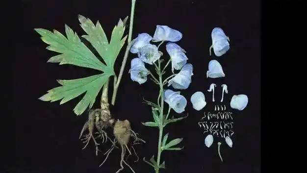 养生汤变毒汤杭州女子因碗汤命悬一线附子究竟是什么有多毒