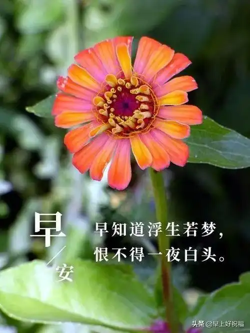 愿一切安好的优雅句子,愿一切安好的优雅句子图片(早安心语:愿岁月无