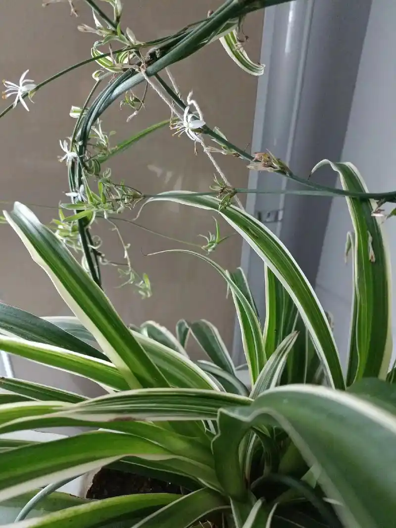 家里的金边吊兰开花了,花开的吊兰有哪些寓意呢? 1,希望:金 - 抖音