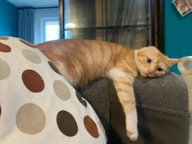 用我家猫做了一张万能表情包