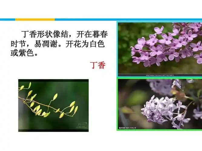 开花为白色 或紫色. 丁香