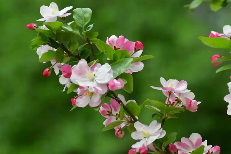 "百花至尊"海棠花