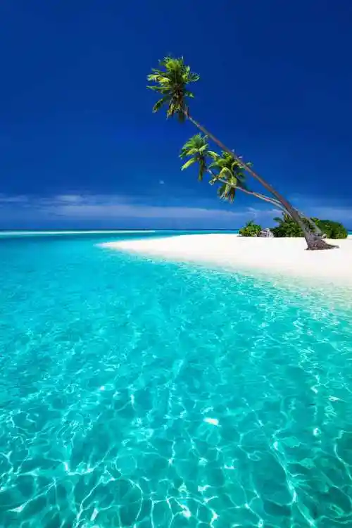 海滩棕榈树风景图片-棕榈树风景珊瑚海滩素材-高清图片-摄影照片-寻图