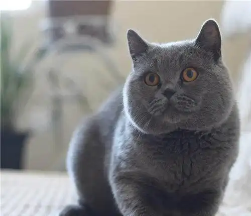 英短五天不吃饭会死吗猫咪五天不吃饭会死吗