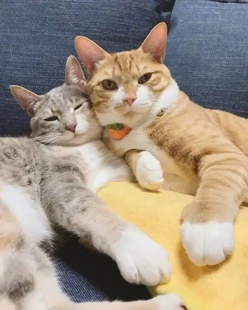 一叫糯米一只叫红豆俩猫兄弟的日常亲亲