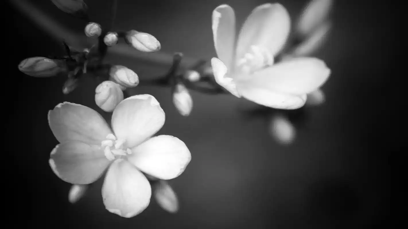 黑白色调植物花朵创意设计电脑桌面壁纸图片