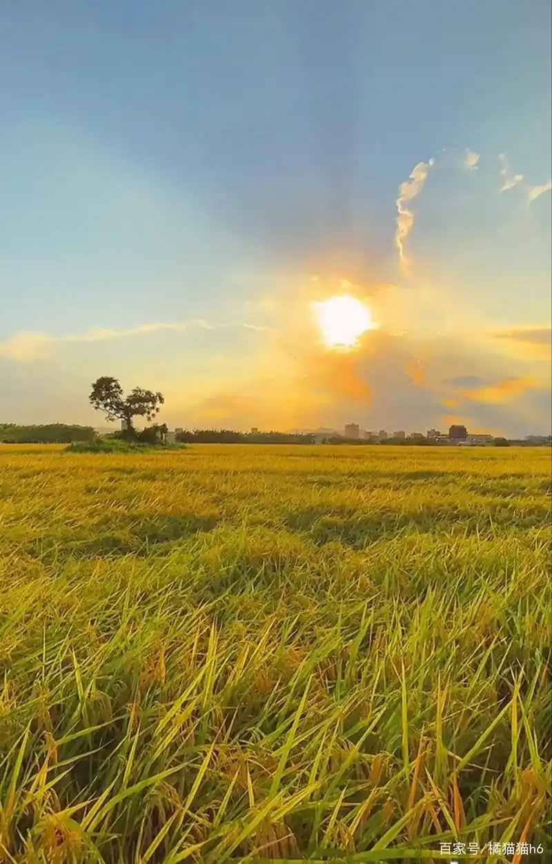 美丽的稻田风光