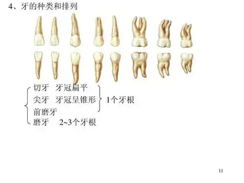 分类 医药卫生 消化系统ppt 4,牙的种类和排列 切牙 牙冠扁平 尖牙
