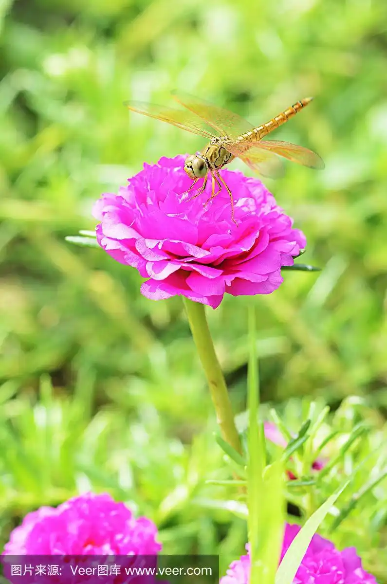 近距离拍摄蜻蜓在粉红色花朵上的垂直视图