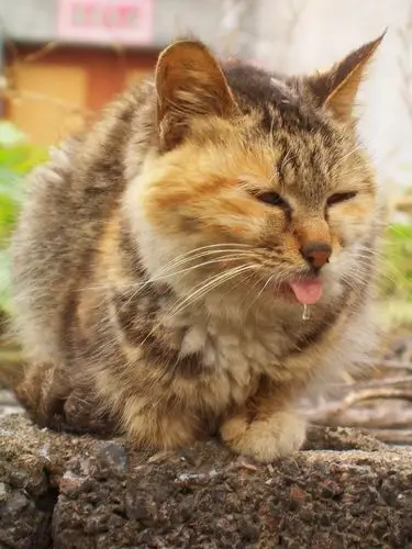 现代高技术杯it人摄影大赛参赛作品--垂涎欲滴