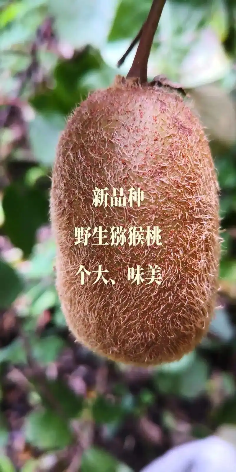 野生猕猴桃 新品种.几天有幸遇见一个野生猕猴桃新品种,个大, - 抖音