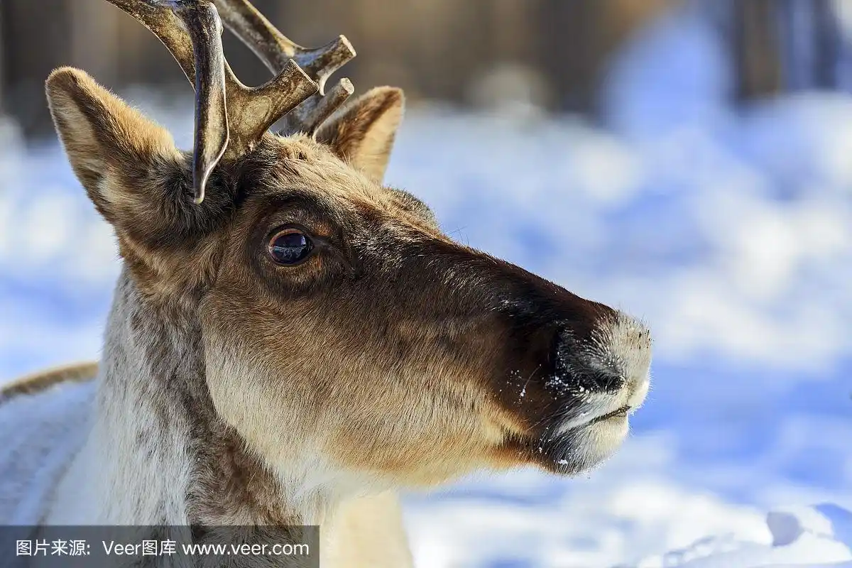 躺在雪地上的驯鹿头特写