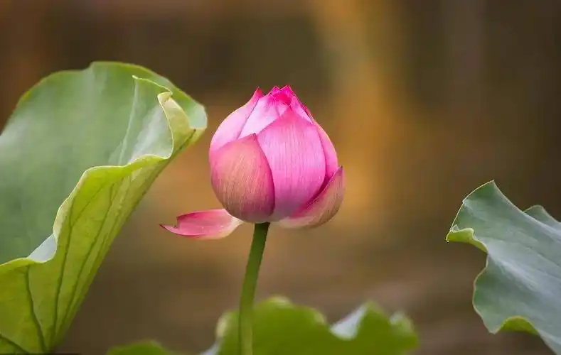 妙音:《三身莲》听佛音 增福慧_阿弥陀佛