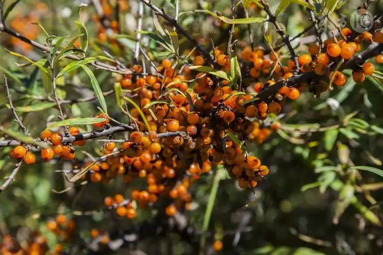 这金黄色的小果子竟是抗癌佳品